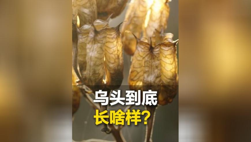 944c资料大全报刊大全,缅甸地震已致超3000人死亡,典故解疑_创新版V13.62